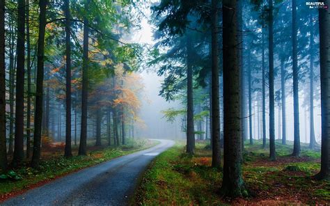 Autumn Way Fog Forest Beautiful Views Wallpapers 1920x1200
