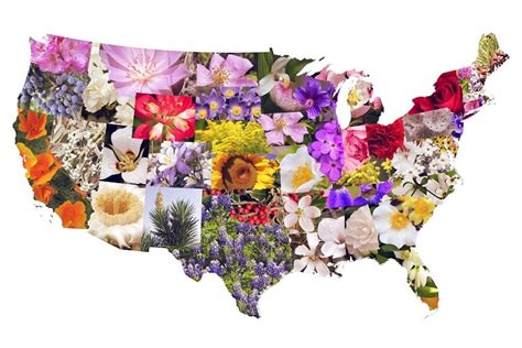 50 State Flowers State Tree State Birds And 50 State Nicknames Usa