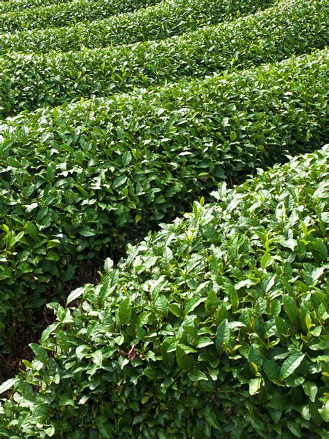 Real Green Tea Plant Camellia Sinensis