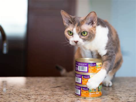 The united kingdom is a frequent destination for pet travel, which is why we cover the rules and requirements for importing pets there often. Daisy's plan for the perfect Cat Health Month celebration ...