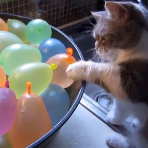 Pin By Cat Lover On Cats Cats Cats 6 Water Balloons Balloons Kitten