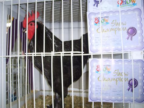 Huge Black Cock