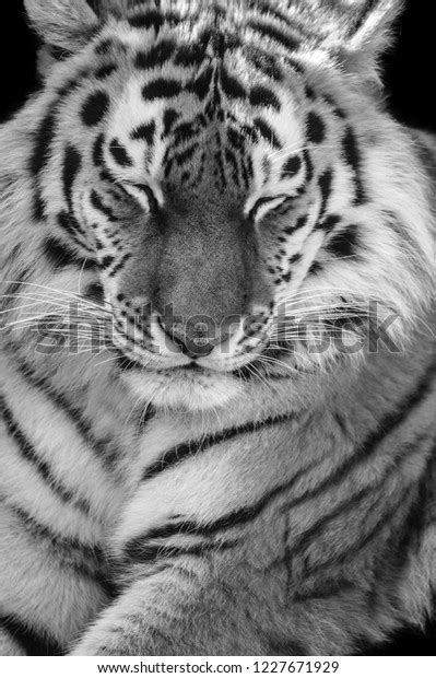 Black White Tiger Portrait Hdr Stock Photo 1227671929 Shutterstock