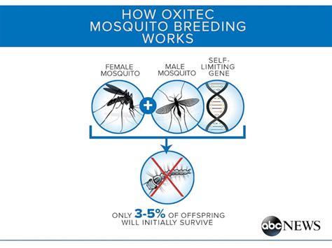 Fighting Zika In The Us The Battle Over Gmo Mosquitoes Abc News
