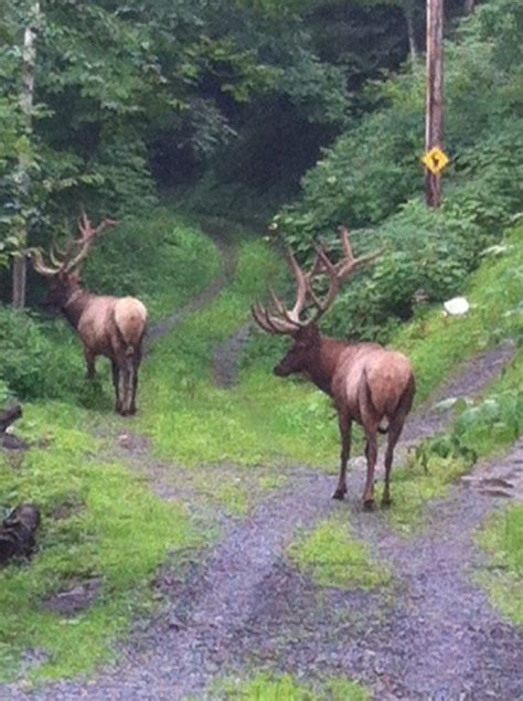 Westward mountain views of great smoky mountains, eastward views of maggie valley. Maggie Valley cabin rental - Neighborhood Elk in front of ...