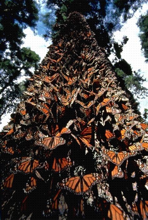 the most amazing insect migration the monarch butterfly