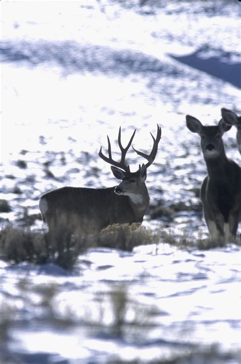 Md1902 Web Eastmans Official Blog Mule Deer Antelope Elk Hunting