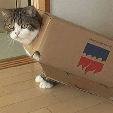 Funny Cat Kitten In Box Animal Pics Cute Images Free