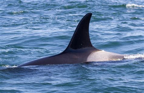 Meet The J Pod Orcas From The Southern Resident Orca Population Orca