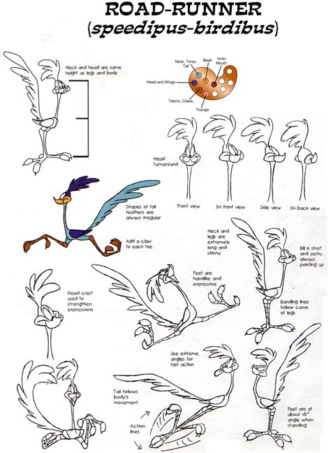 Road Runner Model Sheet By Guibor On Deviantart