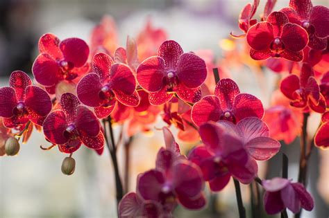 Fondos De Pantalla Flores Orquídeas Plantas Macro Rama Flor