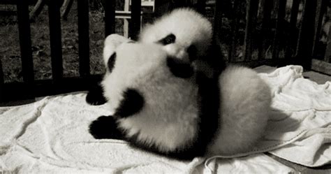  Of The Day 11 Adorable Panda S