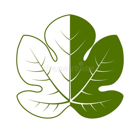 Fig Leaf Stock Vector Illustration Of Symbol Tropical 185254652