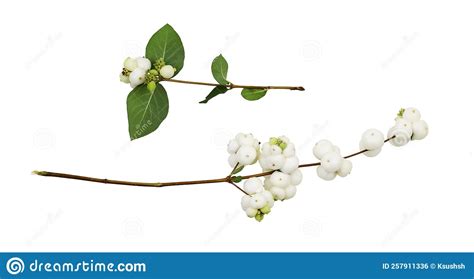 Set Of Snowberries Symphoricarpos Albus With Green Leaves Isolated