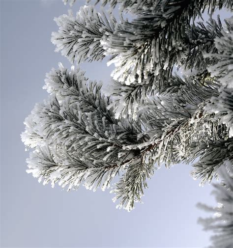 Snow Covered Pine Branch Stock Photo Image Of Closeup 28819914