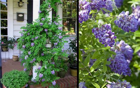 Their flower buds begin to form in the spring, so they tolerate winter well, which is not the case with asian wisteria. Amethyst Falls Wisteria Vine