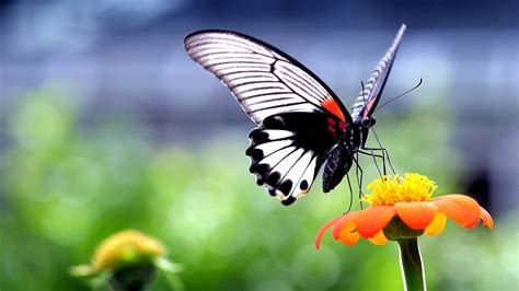 Butterfly Insect Animals Nature Wings Flowers