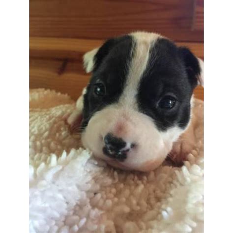 Unfortunately, due to the numerous health problems that can come from miniturizing an already unhealthy breed, we can not. 2 purebred boston terrier puppies available in Raleigh, North Carolina - Puppies for Sale Near Me