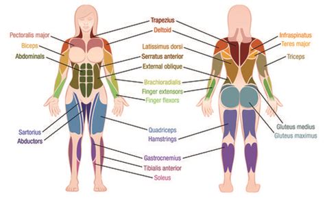 The muscles of the hip and thigh keep your hip joints strong and mighty, allowing for a wide range of hip movements. Anna Kaiser Abs Vs. Core - Difference Between Abs And Core