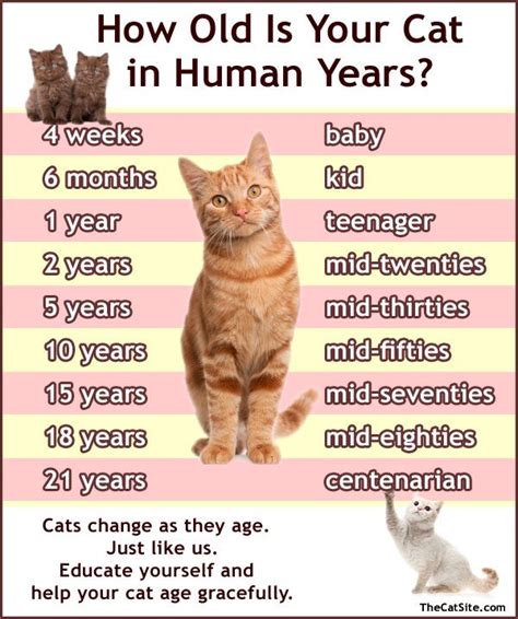 how old is my kitten [an illustrated guide] thecatsite