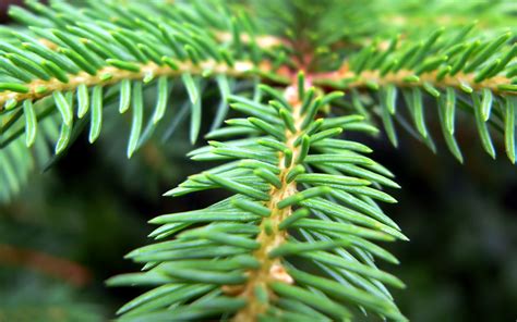 1920x1080 Resolution Selective Focus Photography Of Pine Leaves Hd