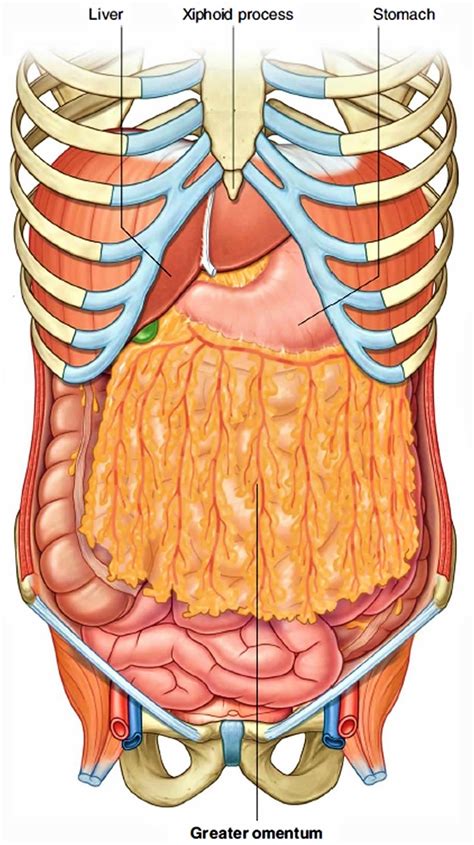 Pancreas, duodenum, and spleen anterior view. Greater and lesser omentum anatomy and omentum function