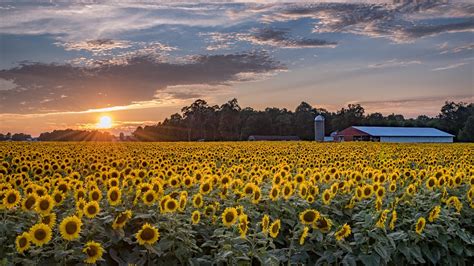 Massive 20 Acre Michigan Sunflower Field Blooms For The