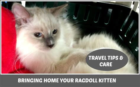 Bringing Home Your Ragdoll Kitten Travel Tips And Care