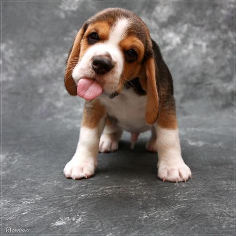 The 31 Best Beagles Images On Pinterest Beagle Puppy