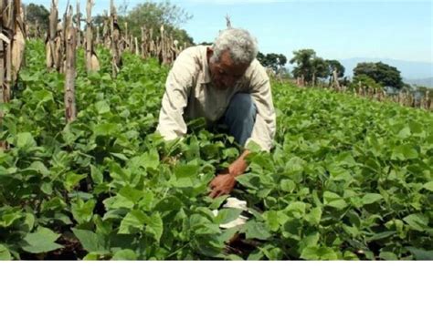 Poner al alcance de todos los agricultores y profesionales del sector la información necesaria y de la máxima calidad para incorporar esos conocimientos y seguir. Celebración del Día del Agricultor Costarricense - Diario ...