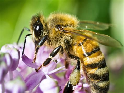 Honey Bee Control Honey Bee Management And Treatment