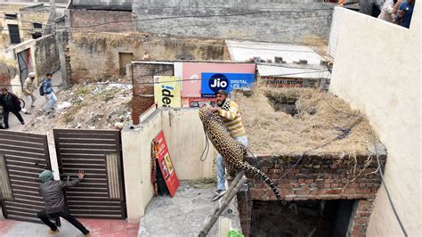 Indien Leopard Verletzt Mehrere Menschen In Der Stadt Jalandhar Der Spiegel