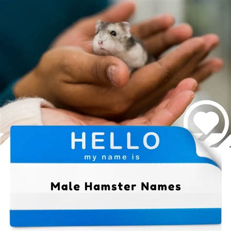 Male Hamster Names 2024 I Love It