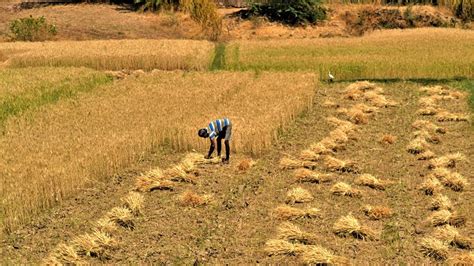 Covid 19 In Rural India Iii Farmers In Ups Lasara Kalan Worried Over