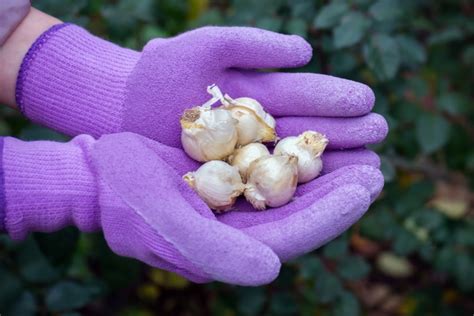 How And When To Plant Allium Bulbs Care Tips Tricks And Faq House Grail