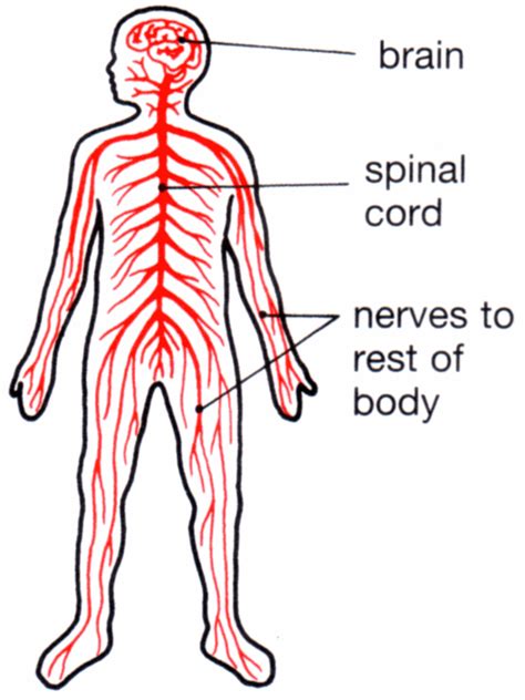 The central nervous system (cns) consists of the brain and spinal cord. Re: da flesh (Christianity Debate) 6/21/2017 2373155