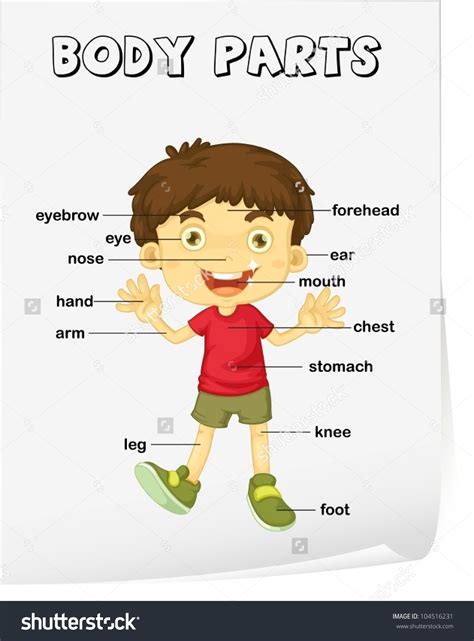 Parts Of The Body Clipart 20 Free Cliparts Download Images On