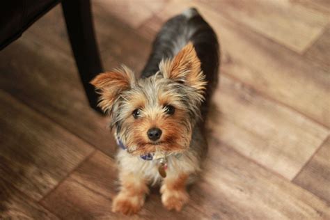 8 Popular Toy Dog Breeds You Need To Know About
