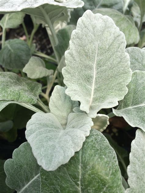 Cirrus Dusty Miller Silver Plant For Your Garden