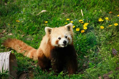 Free Images Animal Bear Wildlife Mammal Fauna Red Panda
