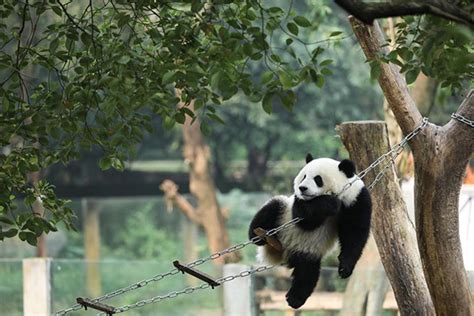 Giant Pandas Happy Life At Chongqing Zoo In Southwest China