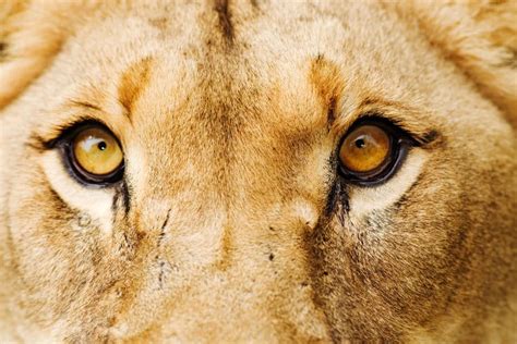 10 Interesting Facts About Lion Eyes Africa Freak