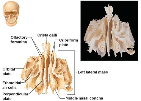 Flat bones include most of the bones of the skull and the sternum or breastbone. Bones of the Skull - Anatomy And Cell Biology 213 with ...