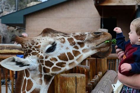 Colorado Zoo Has Two Mamma Giraffes On Baby Watch Video