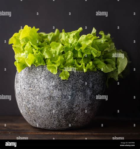 Green Leaf Lettuce Stock Photo Alamy