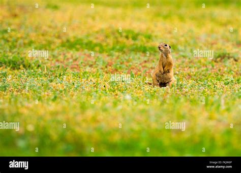 Funny Gopher In Two Feet In Green Field Stock Photo Alamy