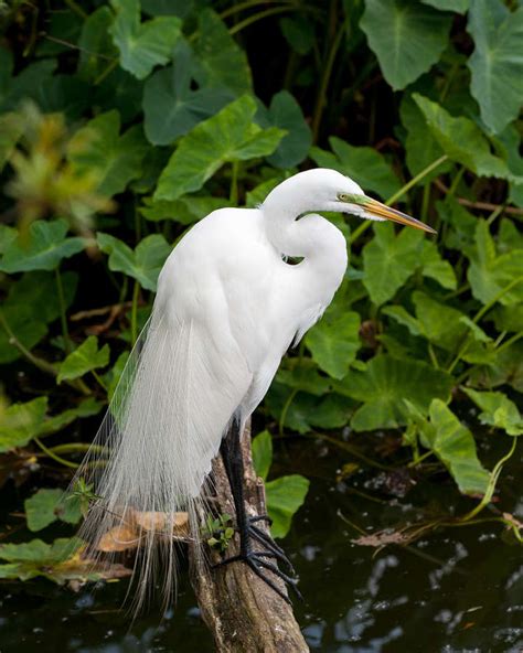 Herons And Egrets Wp3 Photography