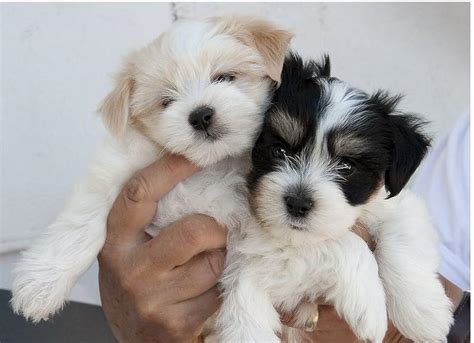 Our havanese puppies are bred for conformation, temperament, breed type, and health. Photos of Havanese puppies two toned colors black white ...