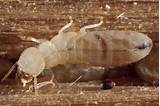 Images of Drywood Termites Wiki