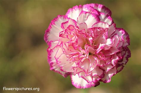 It doesn't matter where you. Pin on Cẩm chướng